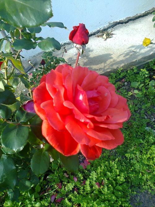Name:  Fotoraf0187.jpg
Views: 2296
Size:  75.0 KB