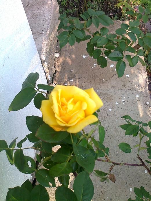 Name:  Fotoraf0190.jpg
Views: 2274
Size:  73.9 KB