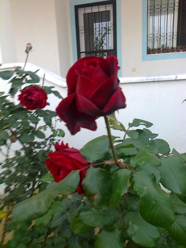 Name:  Fotoraf0193.jpg
Views: 2203
Size:  70.2 KB