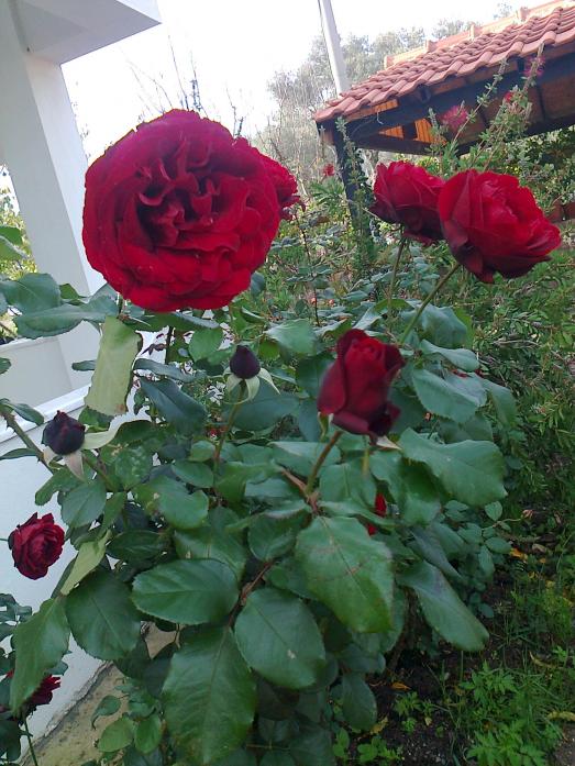 Name:  Fotoraf0195.jpg
Views: 2248
Size:  74.6 KB