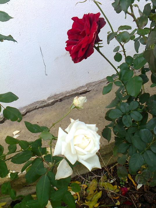 Name:  Fotoraf0202.jpg
Views: 2284
Size:  72.4 KB