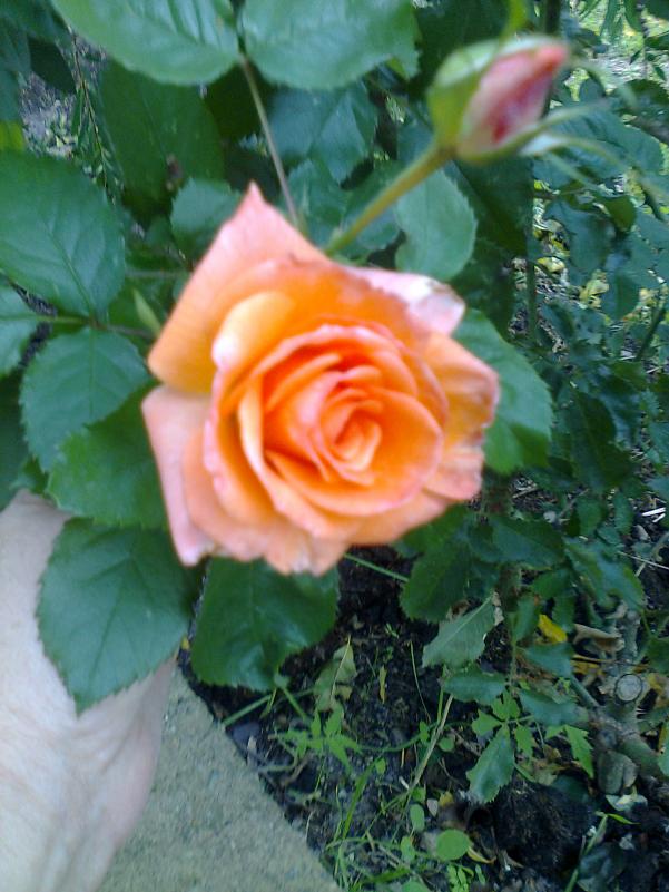 Name:  Fotoraf0198.jpg
Views: 2093
Size:  72.3 KB