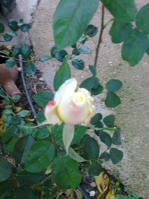 Name:  Fotoraf0206.jpg
Views: 1953
Size:  71.8 KB