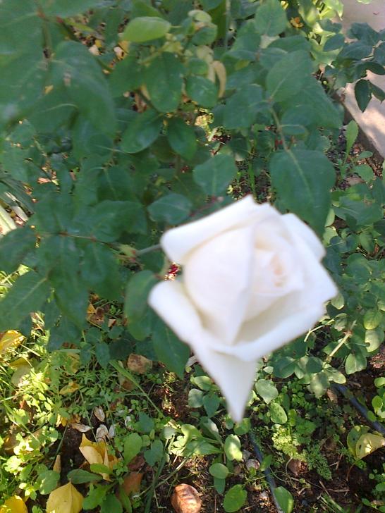 Name:  Fotoraf0218.jpg
Views: 1953
Size:  75.0 KB