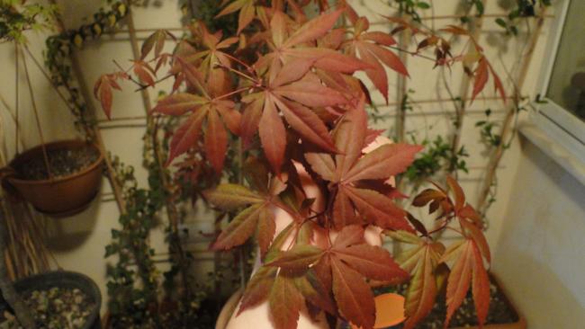 Name: atropurpureum.jpg
Views: 895
Size: 36.2 KB