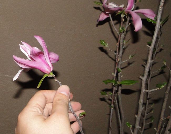 Name:  magnolia.jpg
Views: 842
Size:  39.7 KB