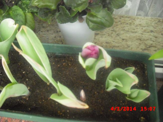 Name:  CIMG5878.jpg
Views: 865
Size:  42.4 KB