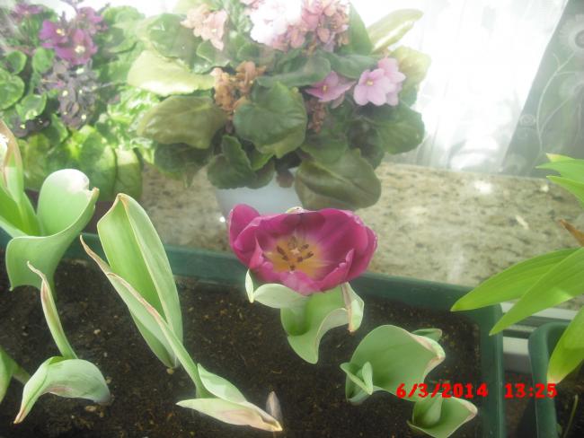 Name:  CIMG5912.jpg
Views: 412
Size:  44.7 KB