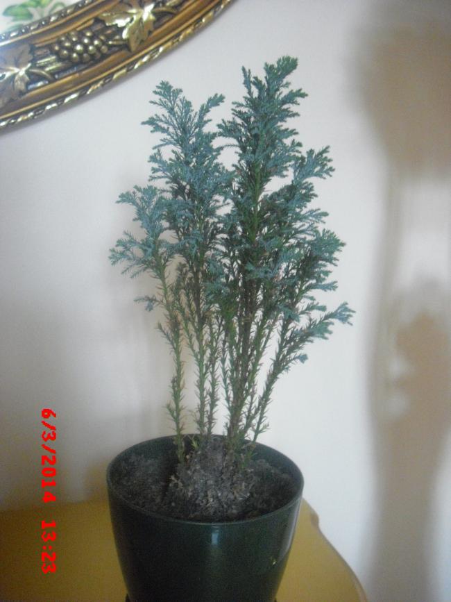 Name:  CIMG5908.jpg
Views: 409
Size:  62.7 KB