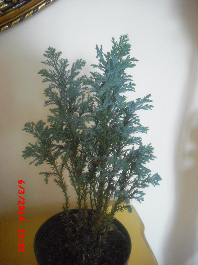 Name:  CIMG5909.jpg
Views: 450
Size:  65.9 KB