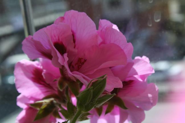 Name:  IMG_6118.jpg
Views: 712
Size:  26.9 KB