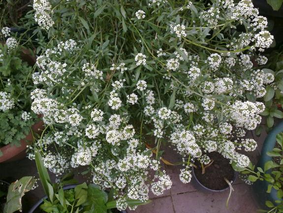 Name:  Alyssum.jpg
Views: 1264
Size:  73.0 KB