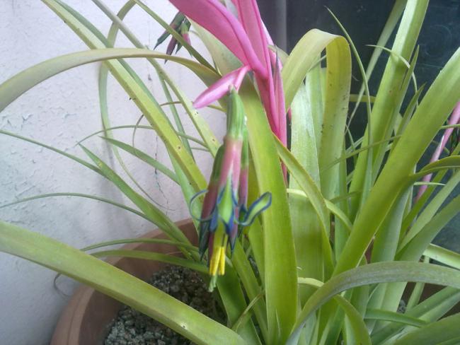 Name:  Bilbergia.jpg
Views: 2032
Size:  46.6 KB