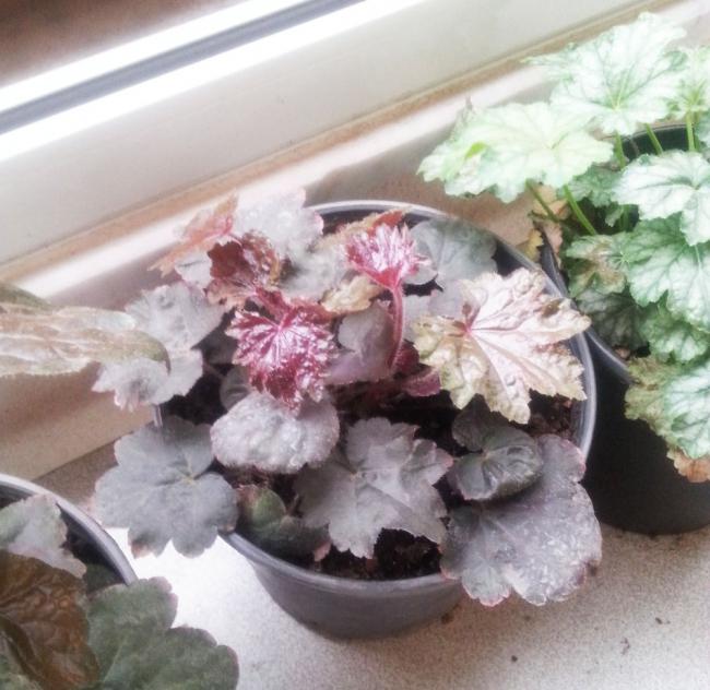 Name:  heuchera.jpg
Views: 644
Size:  55.6 KB