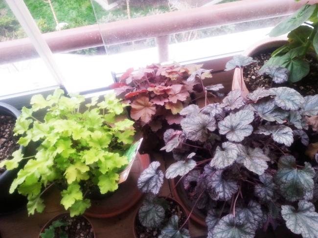 Name:  heuchera2.jpg
Views: 639
Size:  55.1 KB
