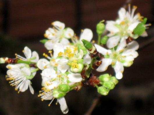 Name:  IMG_6066.jpg
Views: 650
Size:  24.9 KB