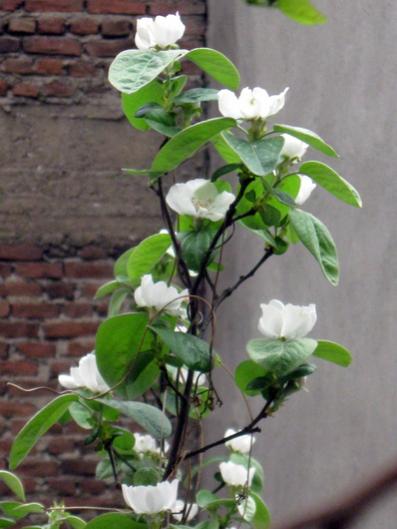 Name:  IMG_6578.jpg
Views: 653
Size:  31.9 KB