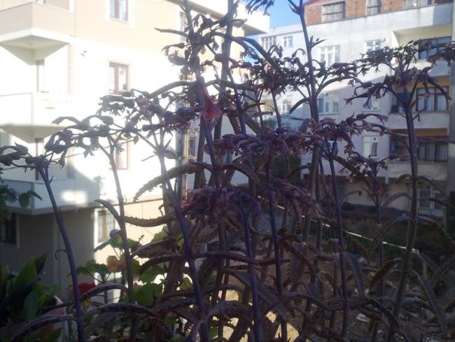 Name:  Binlerinannesi.jpg
Views: 1759
Size:  55.1 KB