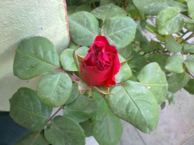 Name:  Gul.jpg
Views: 1815
Size:  40.2 KB