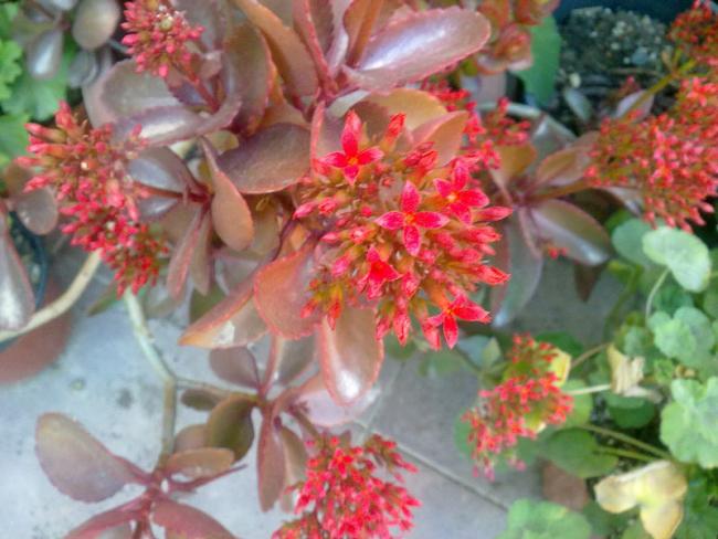Name:  Kalano (1).jpg
Views: 2057
Size:  49.1 KB