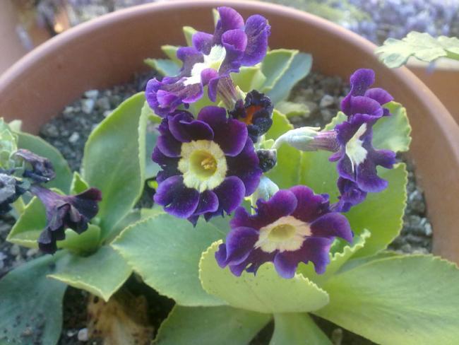Name:  Primula.jpg
Views: 1940
Size:  42.9 KB