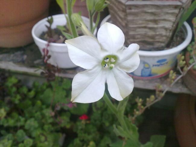 Name:  Tutun_cicegi (2).jpg
Views: 1871
Size:  32.3 KB