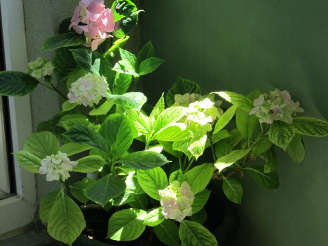 Name:  IMG_1015tohum1.jpg
Views: 1760
Size:  41.5 KB