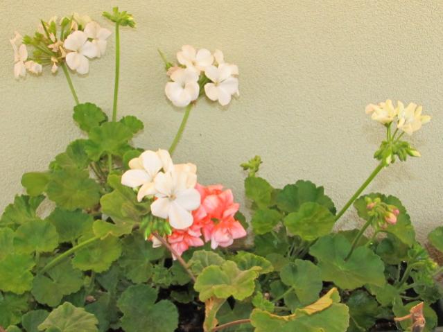 Name:  IMG_1355tohum1.jpg
Views: 1844
Size:  43.5 KB