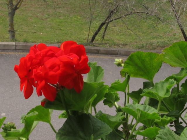 Name:  IMG_1436tohum1.jpg
Views: 1771
Size:  44.0 KB