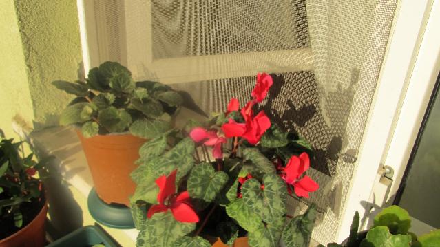Name:  IMG_1279tohum1.jpg
Views: 1727
Size:  44.0 KB