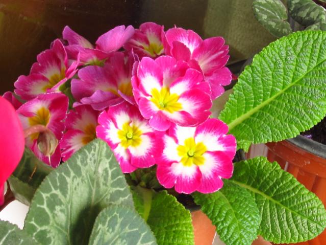 Name:  IMG_1457tohum1.jpg
Views: 1762
Size:  55.7 KB