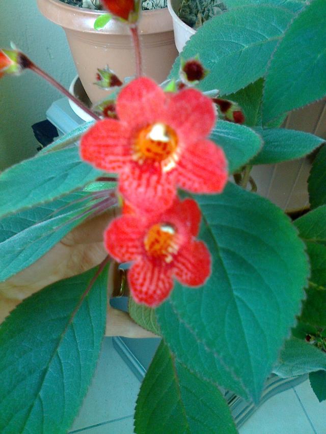 Name:  Fotoraf0390.jpg
Views: 960
Size:  69.6 KB