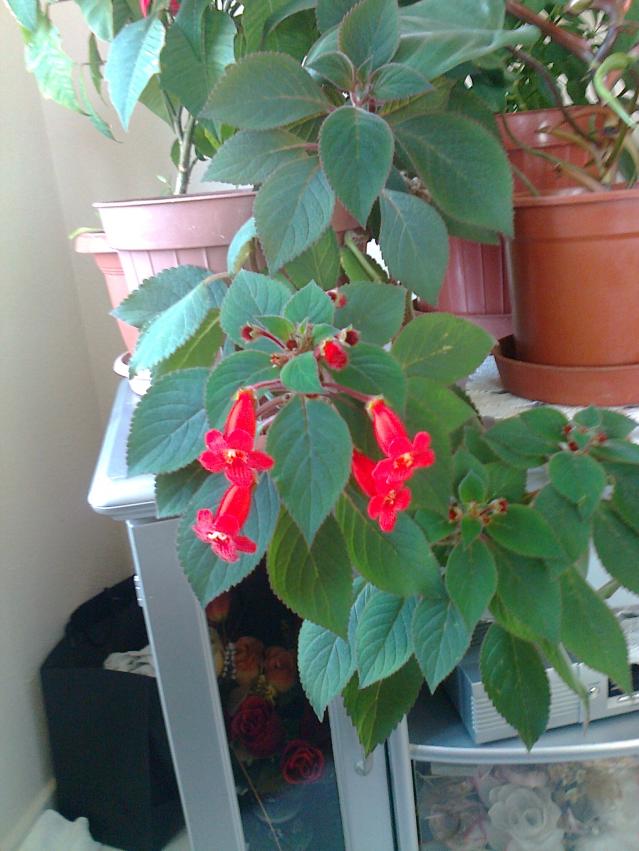 Name:  Fotoraf0392.jpg
Views: 946
Size:  69.9 KB