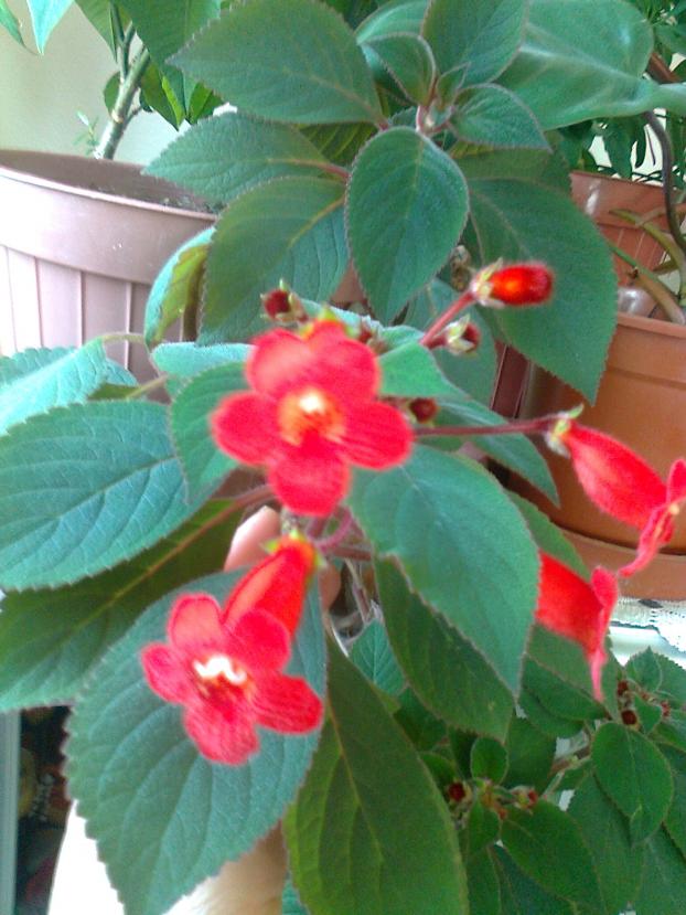 Name:  Fotoraf0393.jpg
Views: 946
Size:  70.3 KB