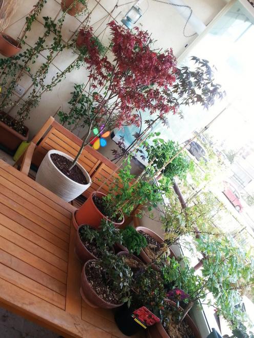 Name:  sardunya2.jpg
Views: 1056
Size:  76.3 KB