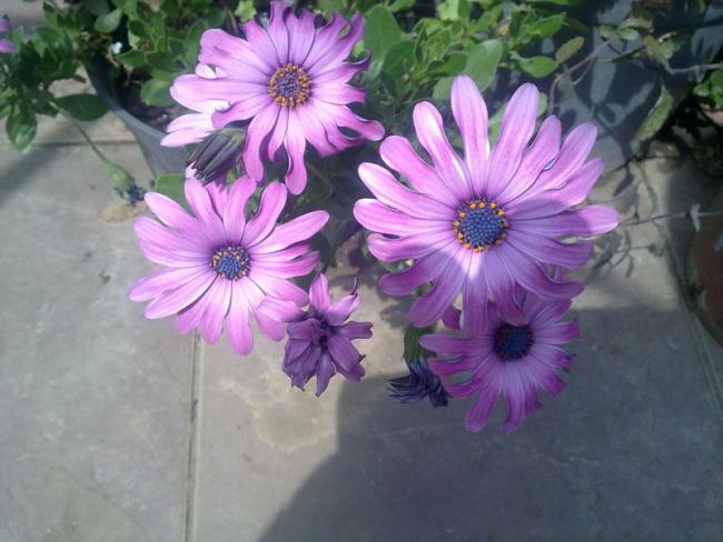 Name:  Bodrum_papatyasi (1).jpg
Views: 1691
Size:  44.9 KB