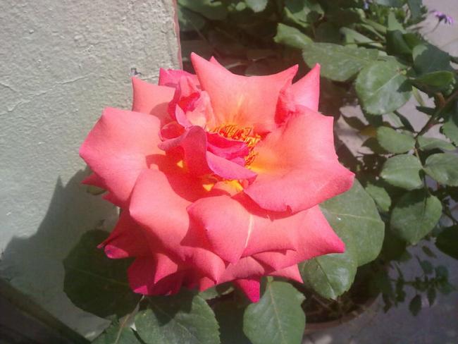 Name:  EGul.jpg
Views: 1695
Size:  41.4 KB