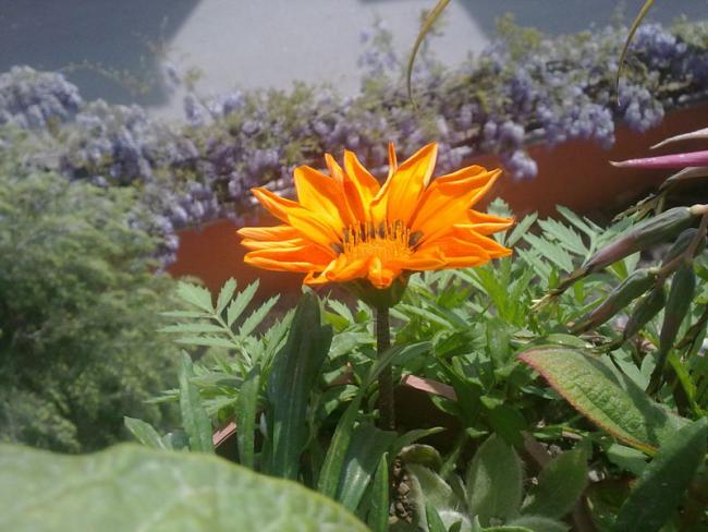 Name:  Gazanya (1).jpg
Views: 1990
Size:  50.7 KB