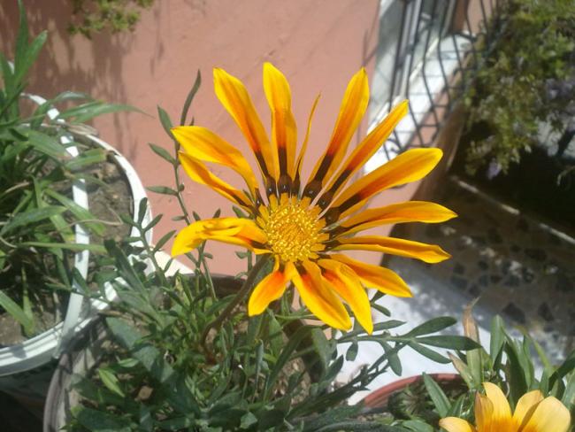 Name:  Gazanya (2).jpg
Views: 2099
Size:  53.5 KB