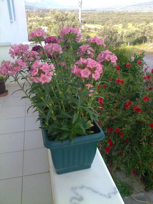 Name:  Fotoraf0491.jpg
Views: 733
Size:  73.3 KB