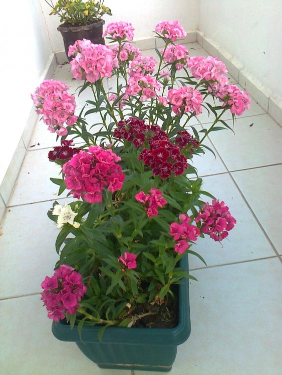 Name:  Fotoraf0492.jpg
Views: 730
Size:  73.2 KB