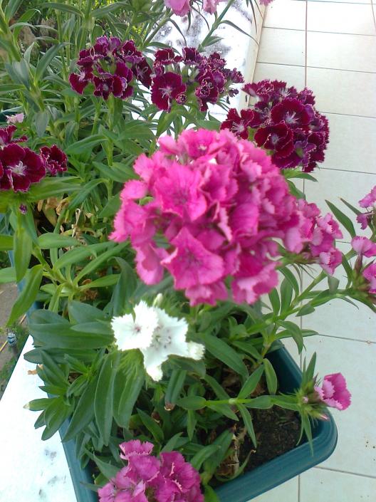 Name:  Fotoraf0494.jpg
Views: 773
Size:  75.8 KB
