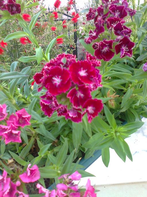 Name:  Fotoraf0495.jpg
Views: 735
Size:  76.6 KB
