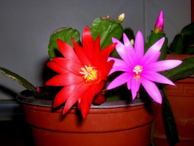 Name:  DSCN4673.jpg
Views: 701
Size:  33.3 KB