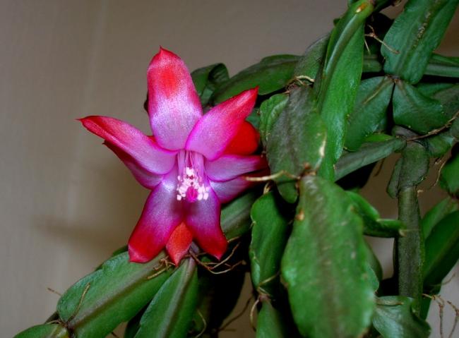 Name:  DSCN4752.jpg
Views: 665
Size:  37.3 KB