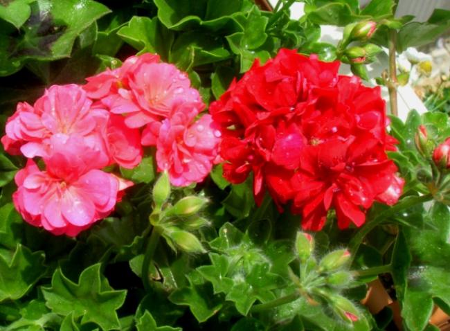 Name:  DSCN4759.jpg
Views: 688
Size:  54.3 KB