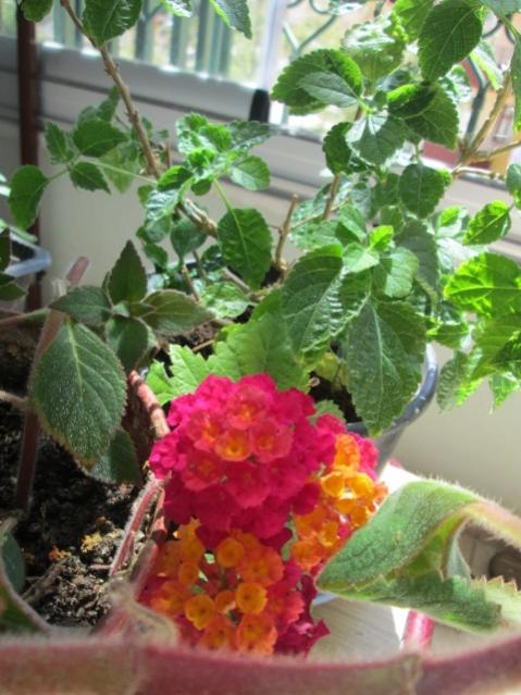 Name:  IMG_3773.jpg
Views: 385
Size:  53.8 KB
