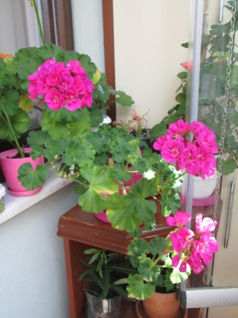 Name:  IMG_3776.jpg
Views: 405
Size:  43.6 KB