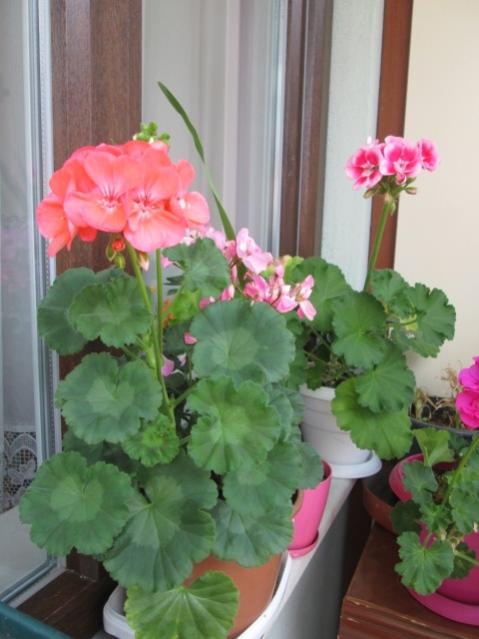 Name:  IMG_3777.jpg
Views: 393
Size:  39.5 KB