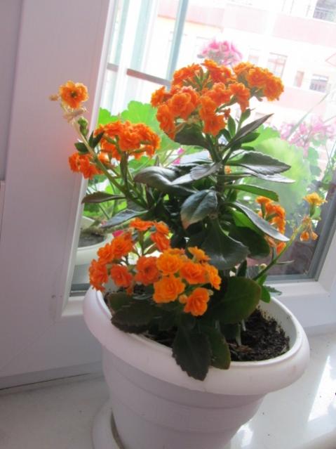 Name:  IMG_3779.jpg
Views: 384
Size:  36.9 KB